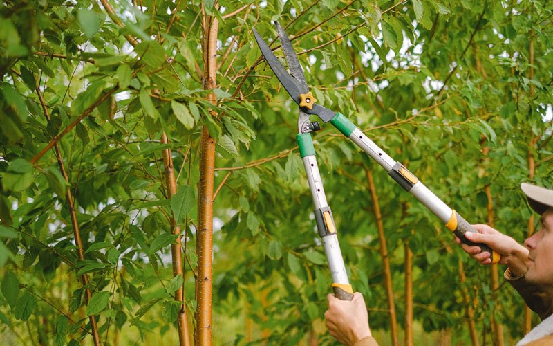Tree trimming in Ireton, IA